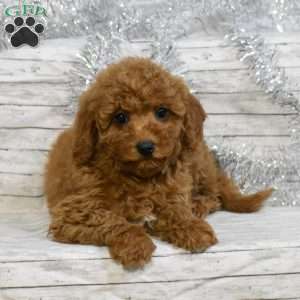 Sweetie, Mini Goldendoodle Puppy